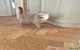 British Shorthair cats for sale: Aura.  - Image 2