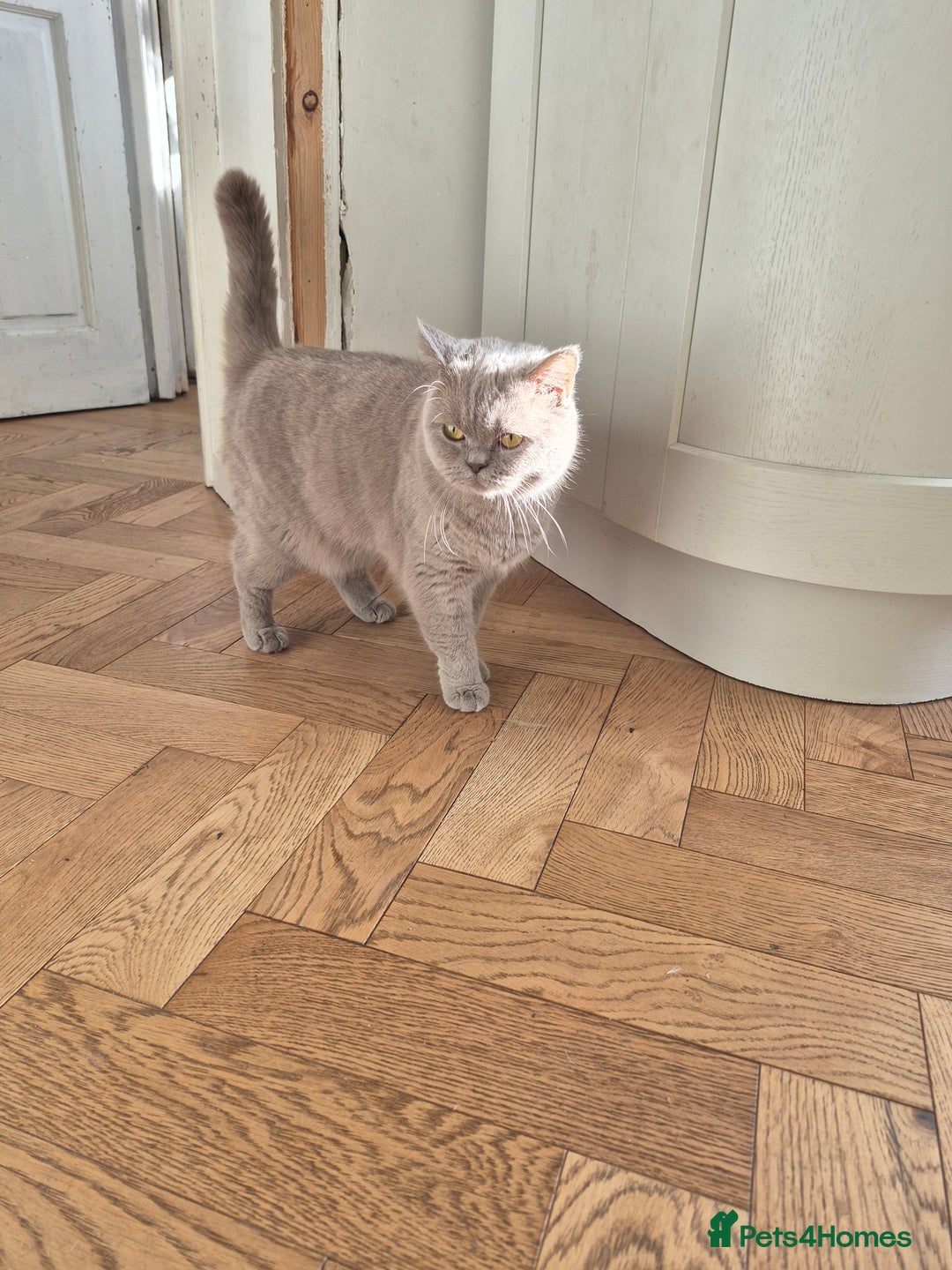 British Shorthair cats for sale: Aura.  - Image 2