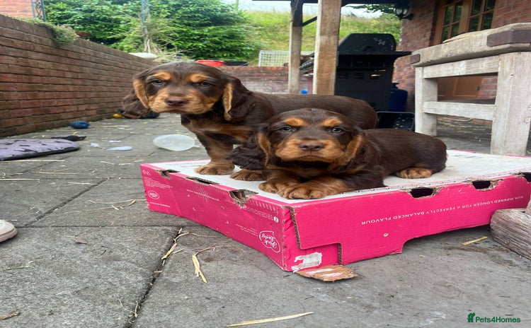 Cocker Spaniel dogs - Advert 8