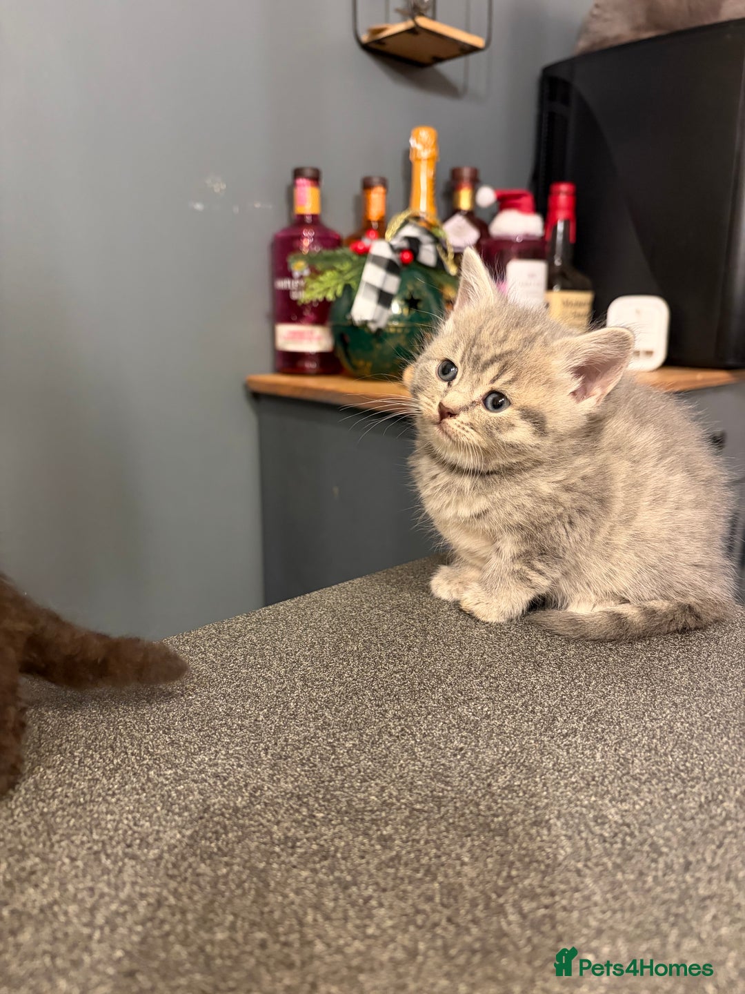 British Shorthair cats for sale: 3 gorgeous kittens - Advert 2