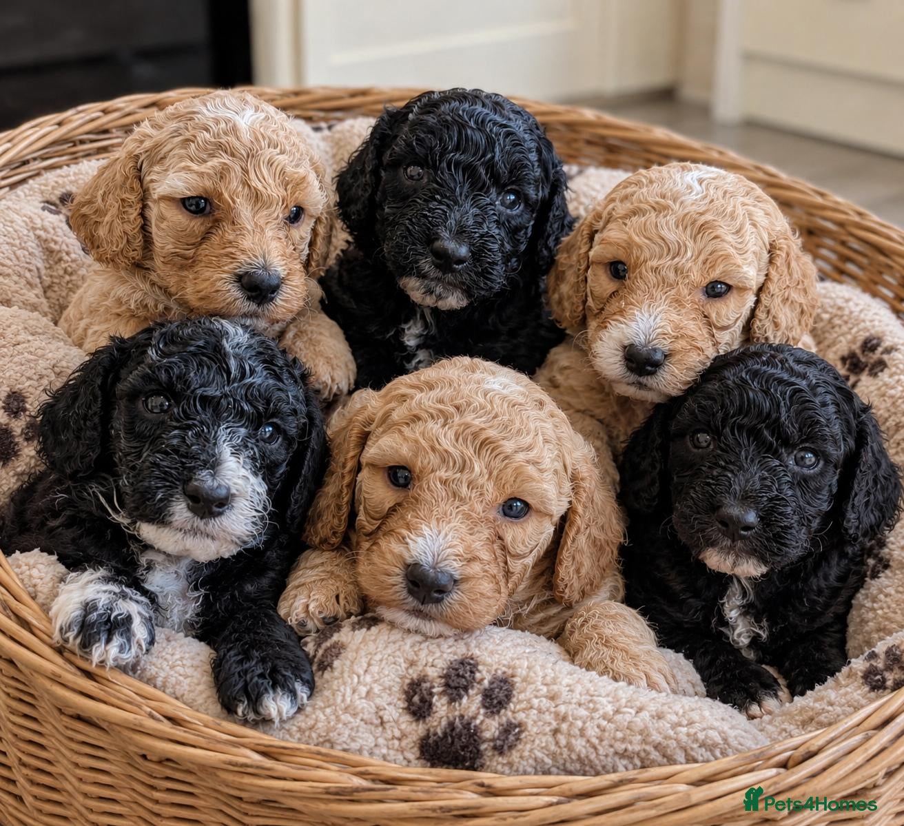 Mixed Breed dogs Sheepadoddle Puppies - Advert 4