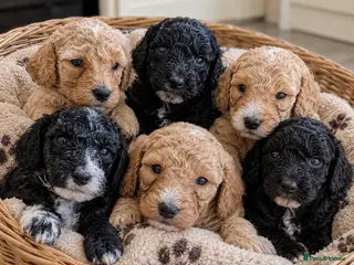 Mixed Breed dogs Sheepadoddle Puppies - Advert 4