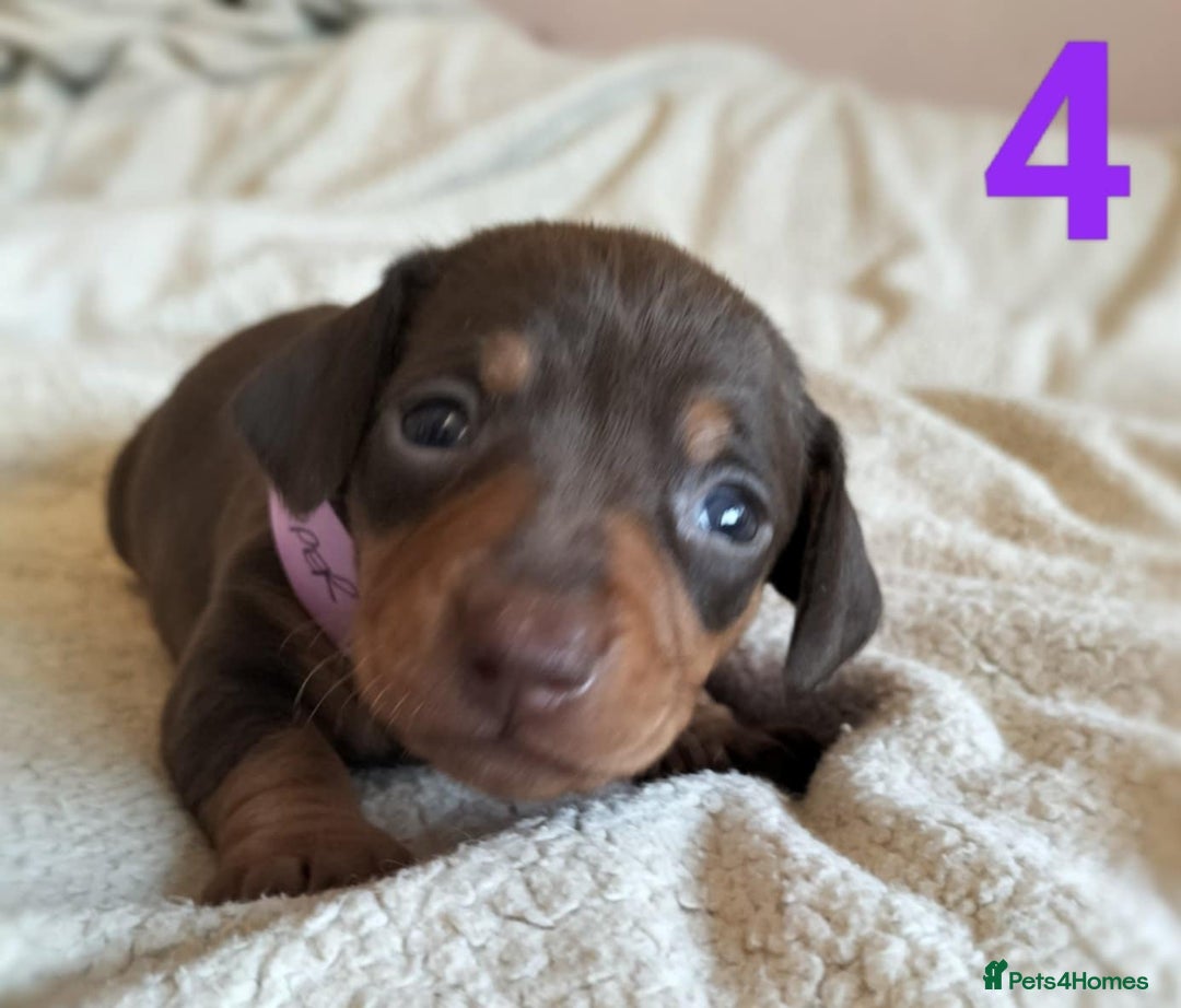 Miniature Dachshund dogs for sale: Stunning Miniature Dachshund Puppies 2 Week Old - Advert 5