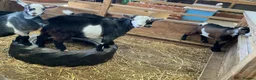 Goats livestock for sale: Pygmy kids for sale. Females and castrated males  - Advert 9