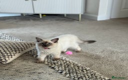 Ragdoll cats for sale: Ragdoll kitten for sale - Image 4