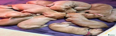 Hungarian Vizsla 5