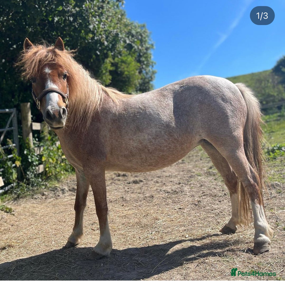 Welsh Section A horses for sale: Toni The Pony 10.3hh Mare 🦄 - Image 2