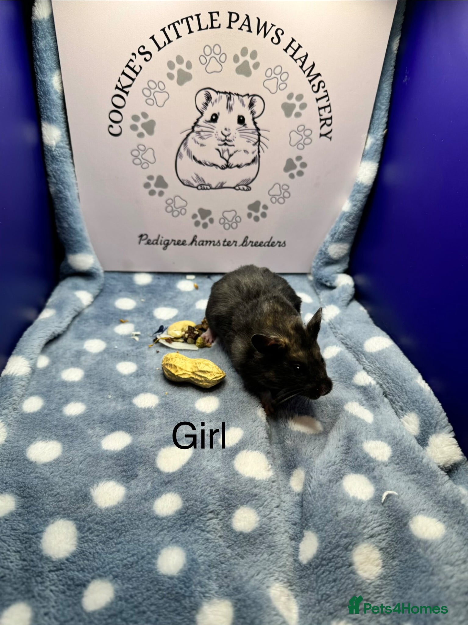 Hamster rodents Pedigree Syrian hamsters  - Advert 2
