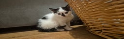 Domestic Shorthair cats for sale: Beautiful 10 week, black and white female kitten - Advert 1