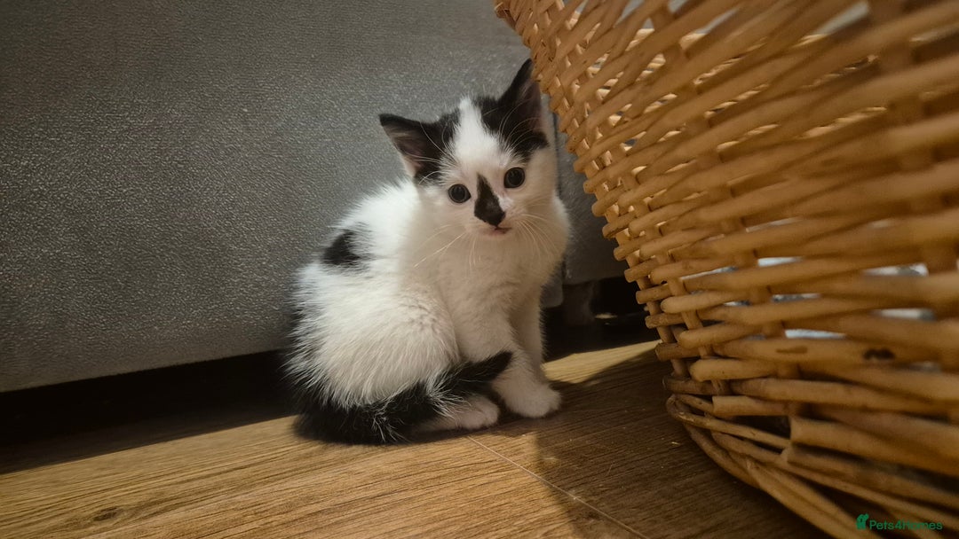 Domestic Shorthair cats for sale: Beautiful 10 week, black and white female kitten - Advert 1