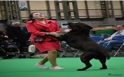 Labrador Retriever dogs for sale: Kc registered Labrador puppies ⭐️⭐️⭐️⭐️⭐️ - Image 7
