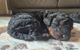 Cockapoo dogs for sale: 🐾 F1b Cockapoo Puppies for Sale 🐾 - Image 13