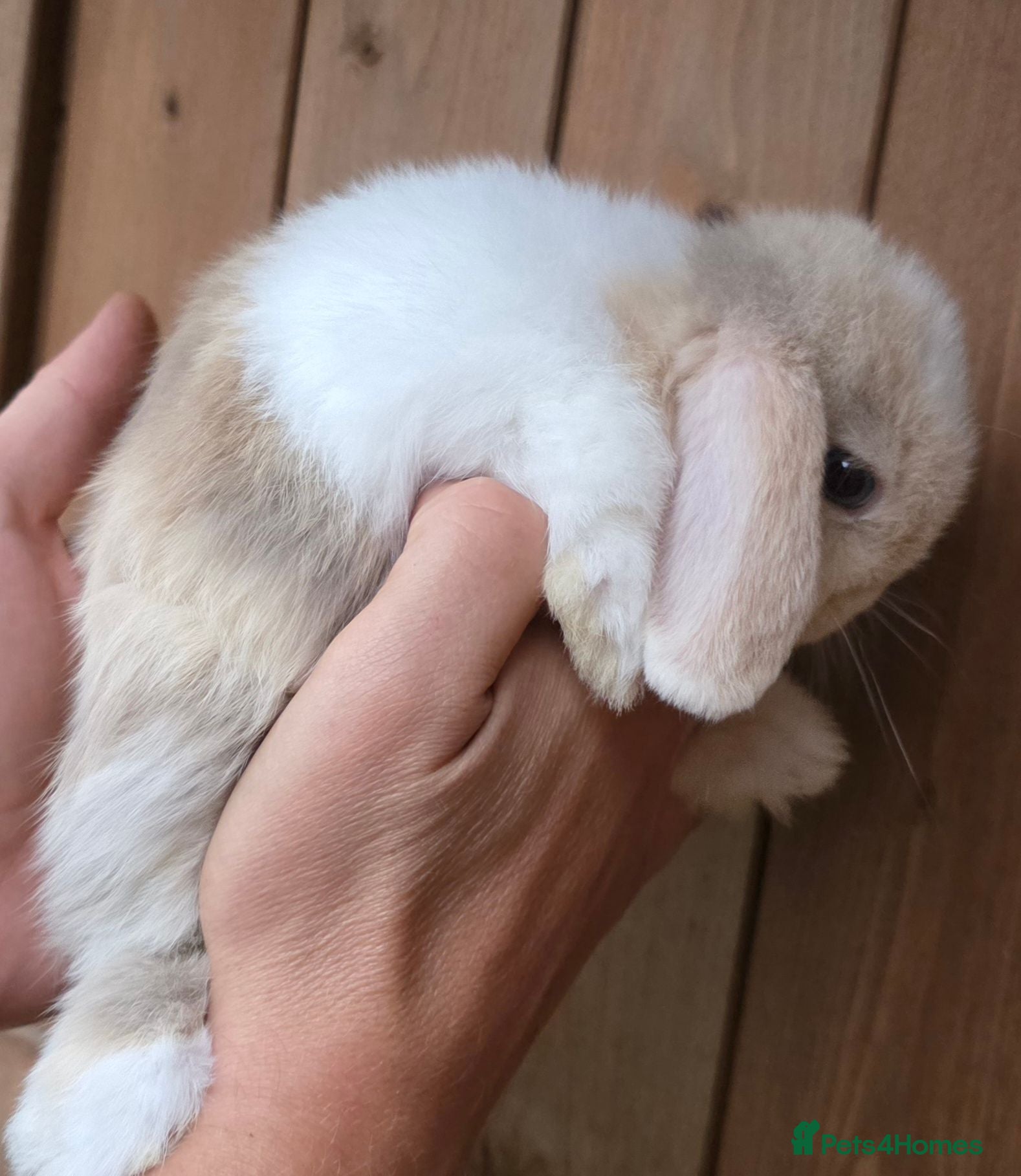Mini Lop rabbits Stunning Mini lop babies  - Advert 2