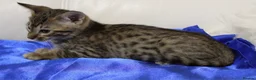 Savannah cats for sale: Highly spotted Savannah kittens  - Advert 17