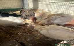Chickens poultry for sale: Trio of bantams - Image 6