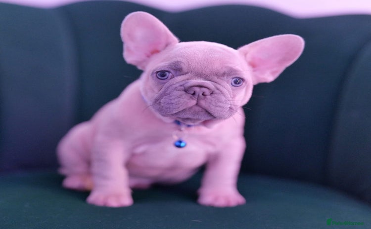 French Bulldog dogs - Advert 5