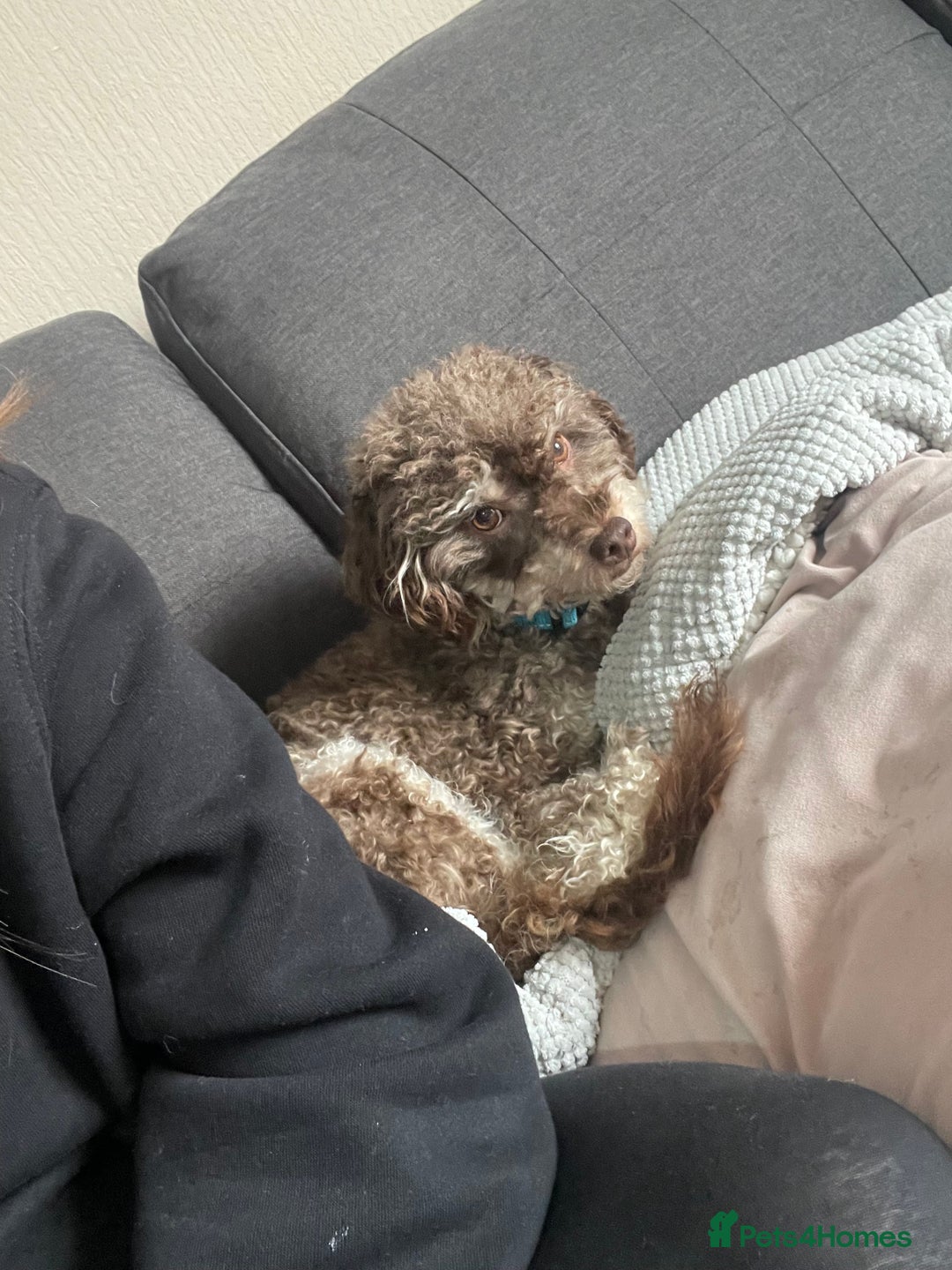 Toy Poodle dogs for sale: Toy poodle - Advert 2