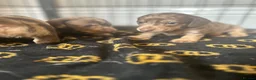 Miniature Dachshund dogs for sale: Long haired miniature dachshund  - Advert 4