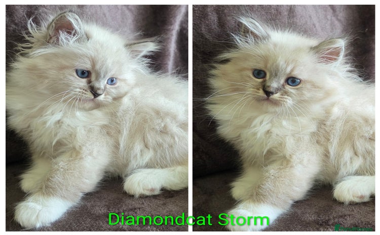 Siberian cats - Advert 2