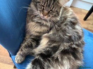 Maine Coon cats - Advert 34