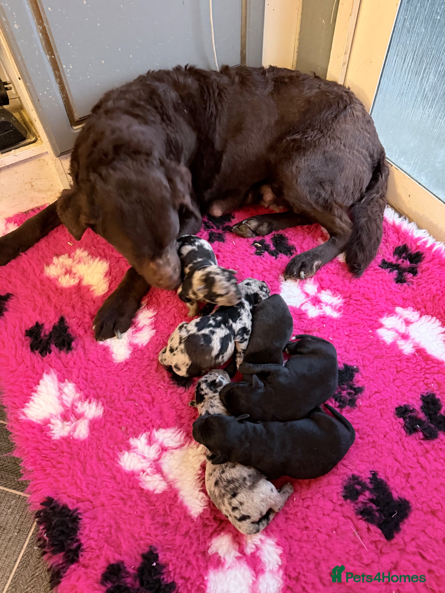 Labrador Retriever dogs Labrador puppies - Advert 7