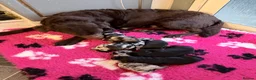 Labrador Retriever dogs for sale: Labrador puppies - Advert 1