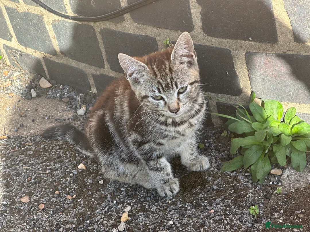Mixed Breed cats for sale: Gorgeous kittens - Advert 9