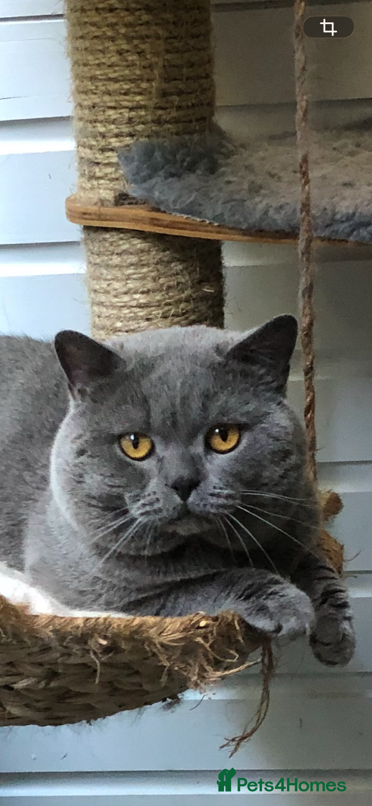 British Shorthair cats Blue Adult Male  - Advert 2