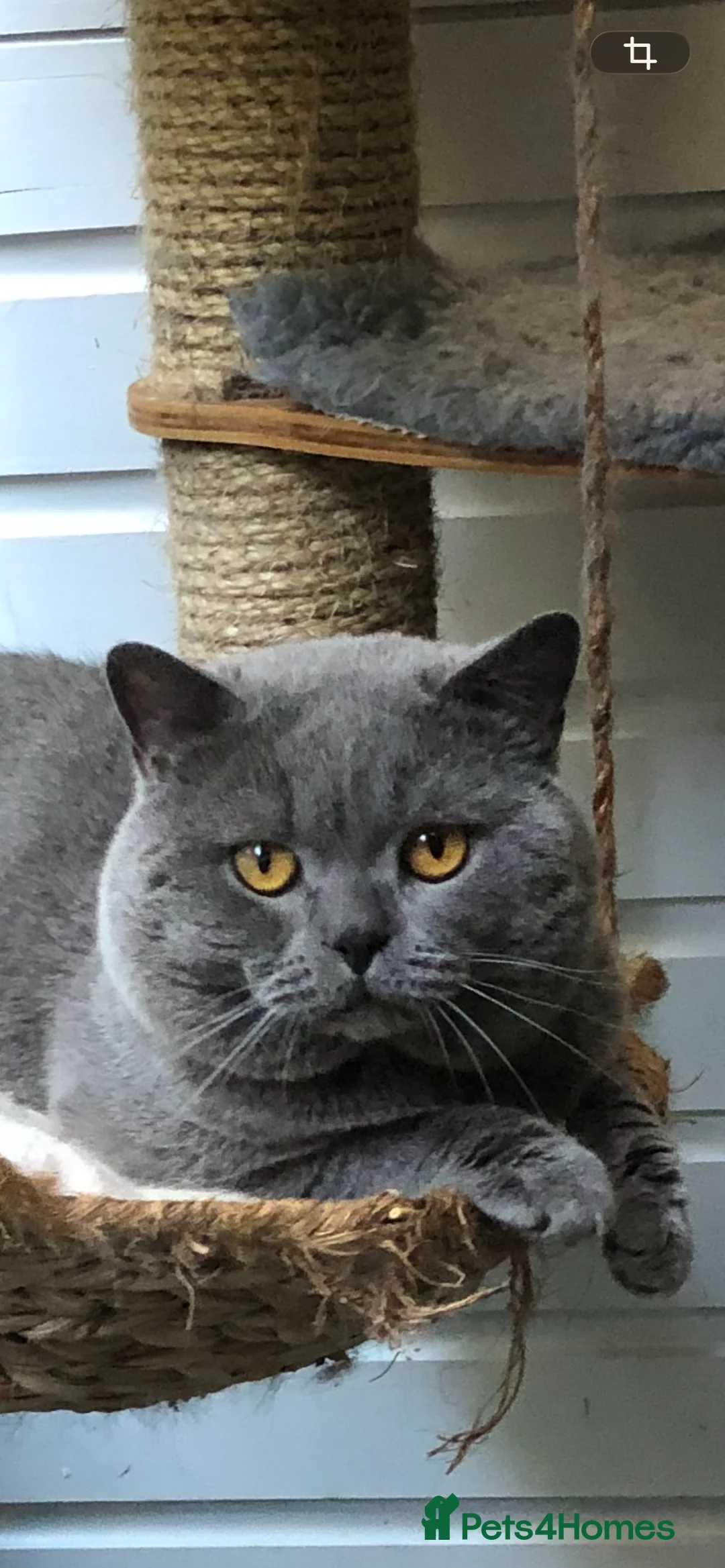 British Shorthair cats for sale: Blue Adult Male  - Advert 1
