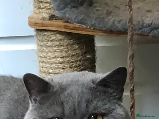 British Shorthair cats Blue Adult Male - Advert 2