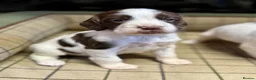 English Springer Spaniel dogs for sale: Gorgeous KC Springer Spaniels with excellent lines - Advert 25