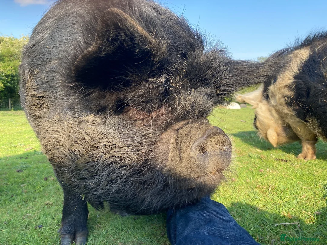 Pig livestock for sale: Three Much-Loved Kunekune Pigs Seeking a New Home - Advert 2