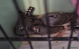 Finches birds for sale: Cockatiels and zebra finches  - Image 6