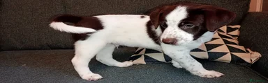Mixed Breed 1