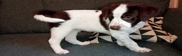 Mixed Breed dogs for sale: Dollie x Long Haired Border Collie Puppies  in Campbeltown - Advert 27