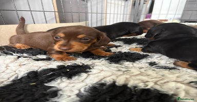 Miniature Dachshund dogs - Advert 1