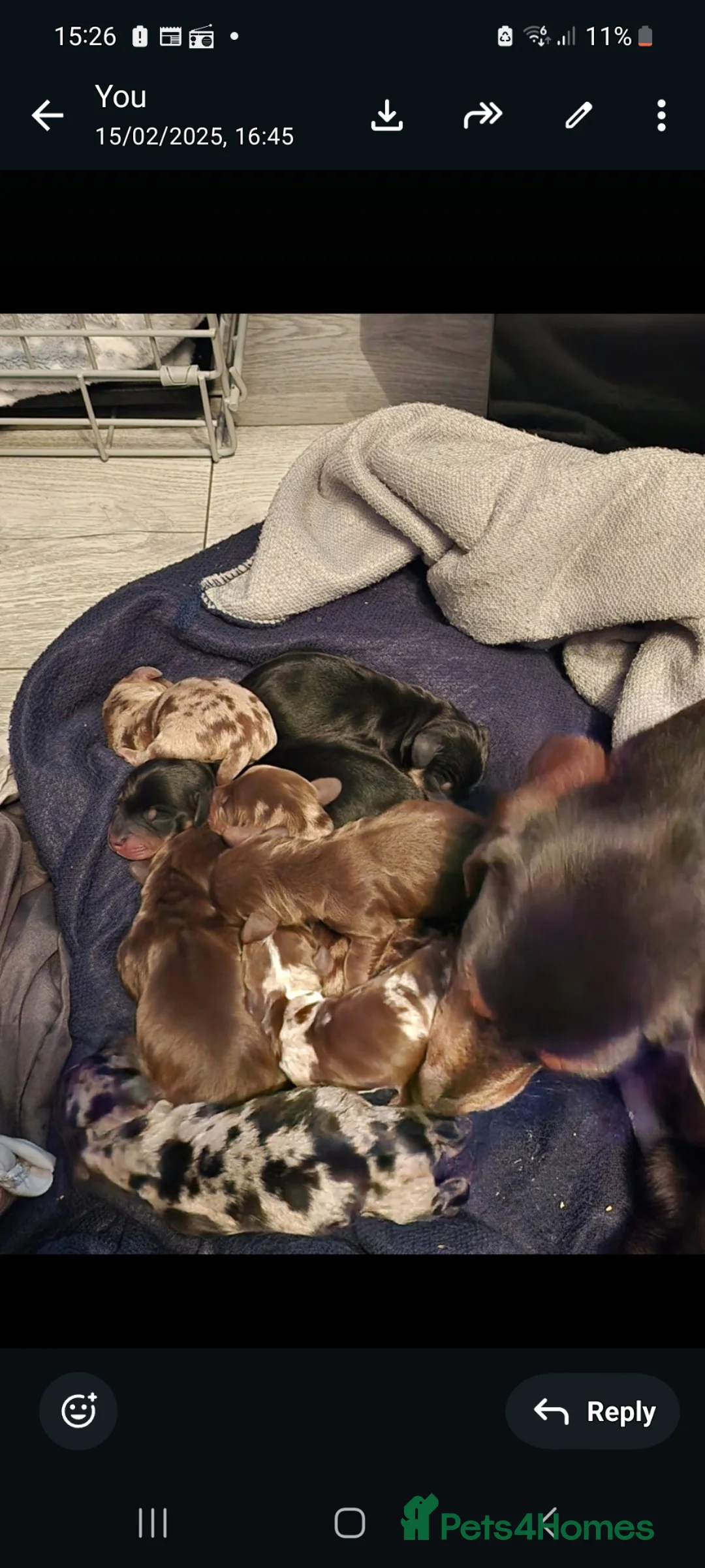 Dachshund dogs for sale: Kc paperd miniature dachshund puppies for sale - Advert 2
