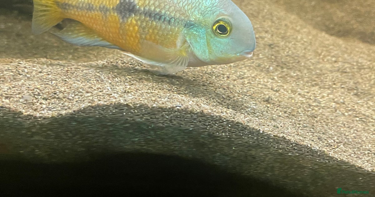 Nicaraguan cichlid for sale in Leek | Pets4Homes