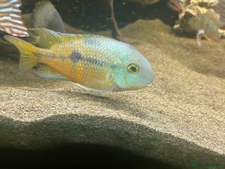 Cichlids fish Nicaraguan cichlid - Advert 6