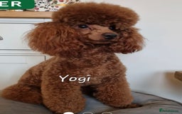 Cockapoo dogs for sale: Beautiful red f1b genuine toy cockapoos - Image 6