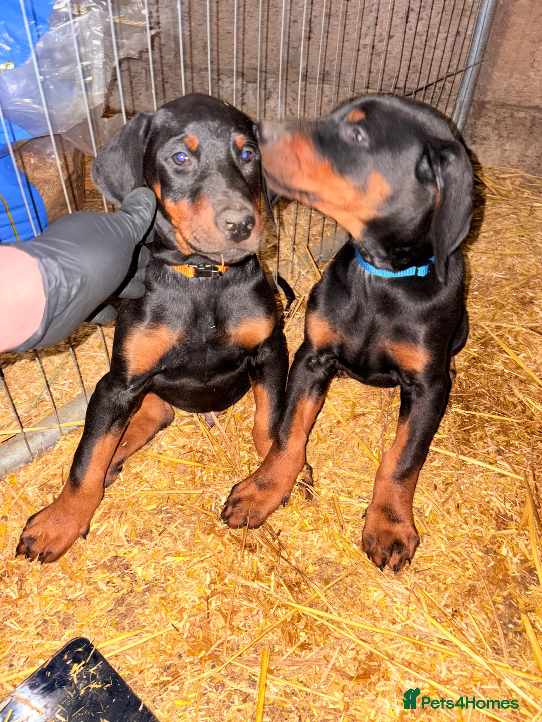 Dobermann dogs for sale: Dobberman  - Advert 2
