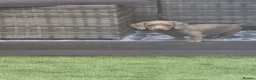 Miniature Dachshund dogs for sale: Blue/IsabellaTanMiniatureDachshund - READY - Advert 4