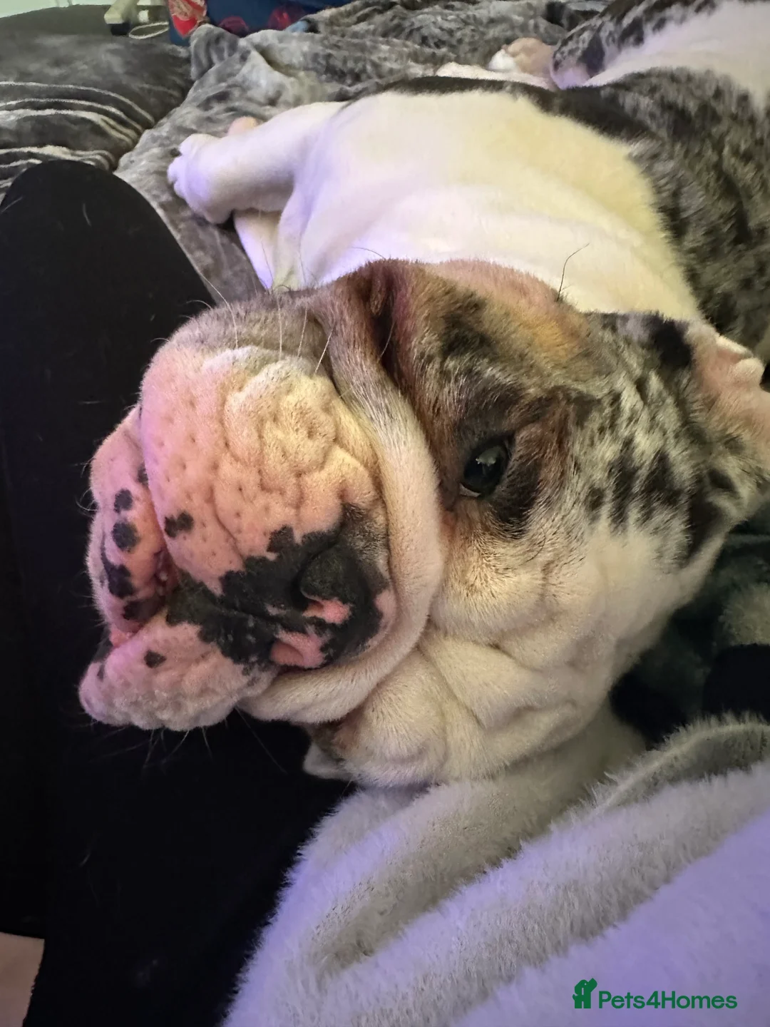 English Bulldog dogs for sale: Reggie looking for 5 star home  - Advert 4