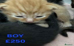 Mixed Breed cats for sale: Beautiful kittens looking for their forever homes - Image 10