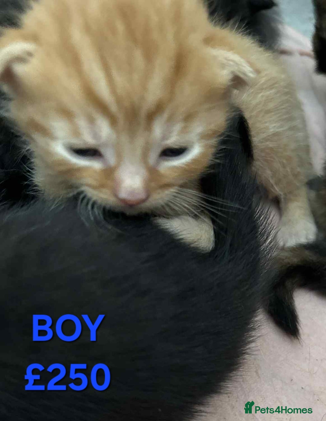 Mixed Breed cats for sale: Beautiful kittens looking for their forever homes - Image 10