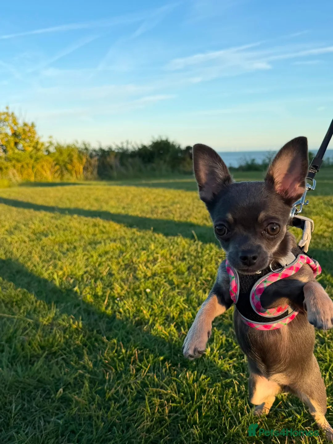 Chihuahua dogs for sale: Lovely Lola  in Basildon - Advert 2