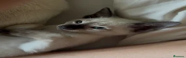 Siamese Kitten 1