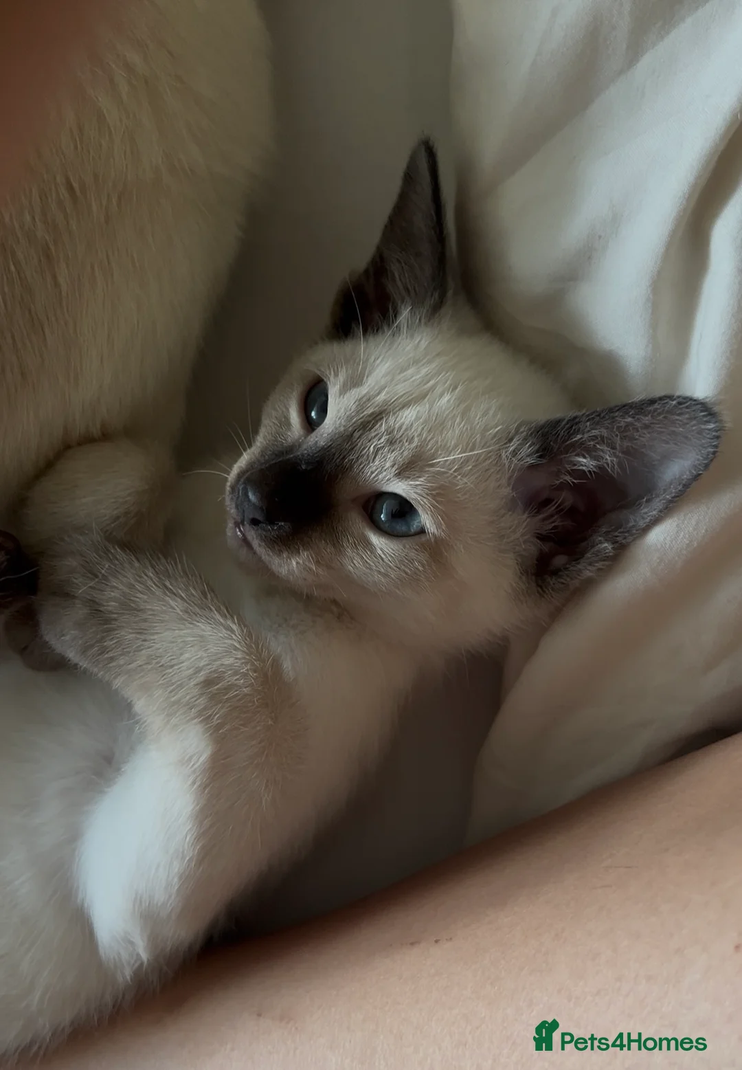 Siamese cats for sale: 1x Beautiful Seal Point Female Siamese Kitten - Advert 1