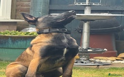 Belgian Shepherd Dog dogs for sale: Belgian malinios rehoming  - Image 3