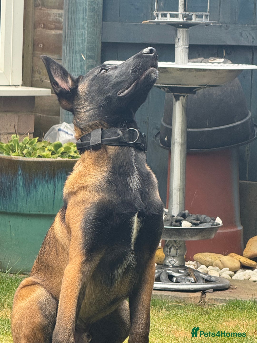 Belgian Shepherd Dog dogs for sale: Belgian malinios rehoming  - Image 3